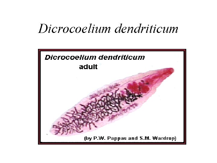 Dicrocoelium dendriticum Dicrocoelium dendriticum