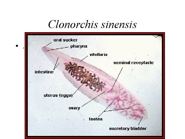 Clonorchis sinensis • . Clonorchis sinensis • .