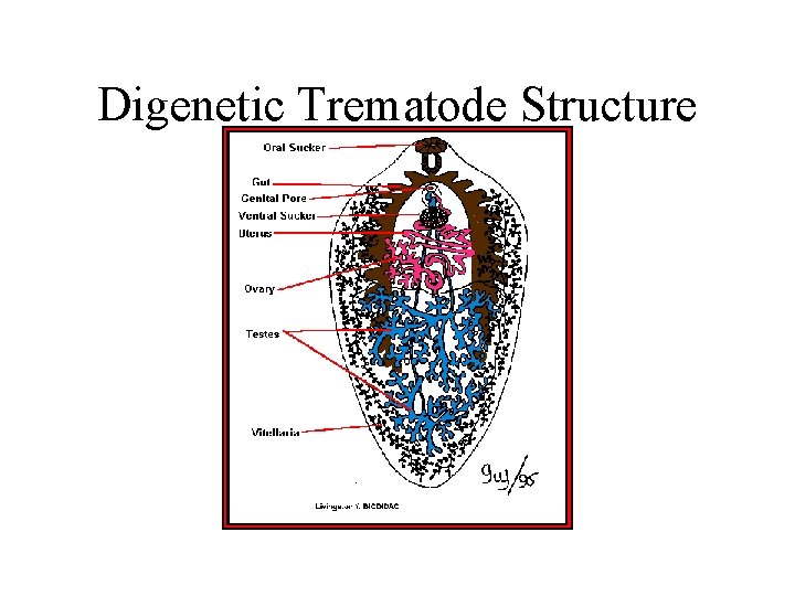 Digenetic Trematode Structure Digenetic Trematode Structure