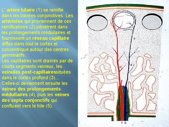 L’ artère hilaire (1) se ramifie dans les travées conjonctives. Les artérioles qui proviennent