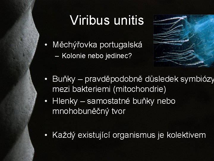 Viribus unitis • Měchýřovka portugalská – Kolonie nebo jedinec? • Buňky – pravděpodobně důsledek