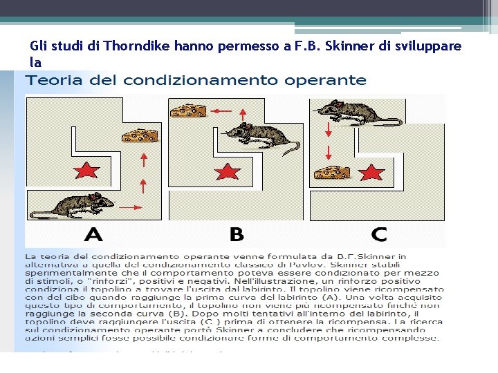 Gli studi di Thorndike hanno permesso a F. B. Skinner di sviluppare la 