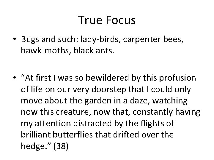 True Focus • Bugs and such: lady-birds, carpenter bees, hawk-moths, black ants. • “At True Focus • Bugs and such: lady-birds, carpenter bees, hawk-moths, black ants. • “At