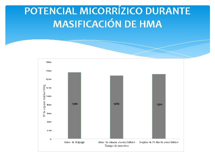 POTENCIAL MICORRÍZICO DURANTE MASIFICACIÓN DE HMA 1800 1600 Nº de esporas viables/100 g. 1400