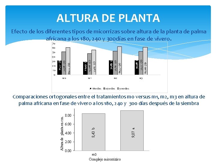 ALTURA DE PLANTA Efecto de los diferentes tipos de micorrizas sobre altura de la