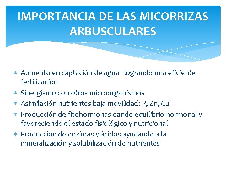 IMPORTANCIA DE LAS MICORRIZAS ARBUSCULARES Aumento en captación de agua logrando una eficiente fertilización
