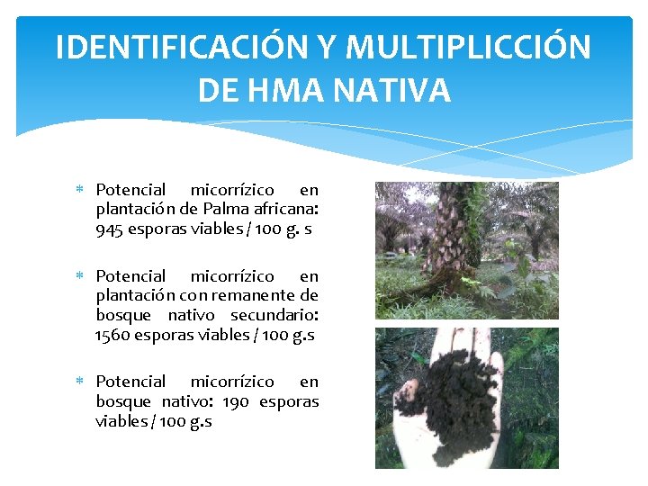 IDENTIFICACIÓN Y MULTIPLICCIÓN DE HMA NATIVA Potencial micorrízico en plantación de Palma africana: 945