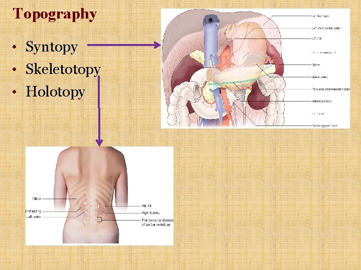 Topography • Syntopy • Skeletotopy • Holotopy 