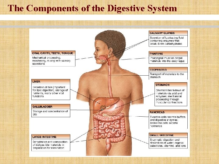 The Components of the Digestive System 