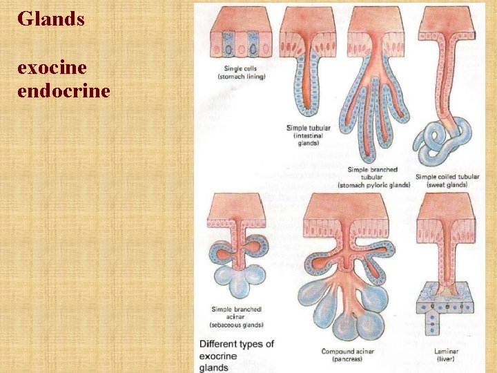 Glands exocine endocrine 
