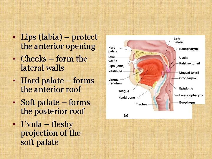  • Lips (labia) – protect the anterior opening • Cheeks – form the