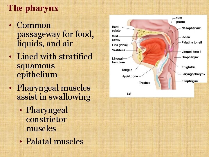 The pharynx • Common passageway for food, liquids, and air • Lined with stratified