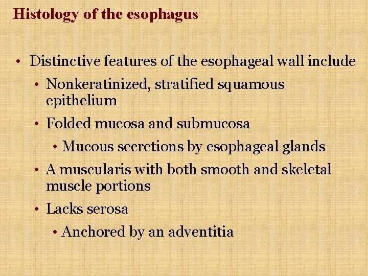 Histology of the esophagus • Distinctive features of the esophageal wall include • Nonkeratinized,