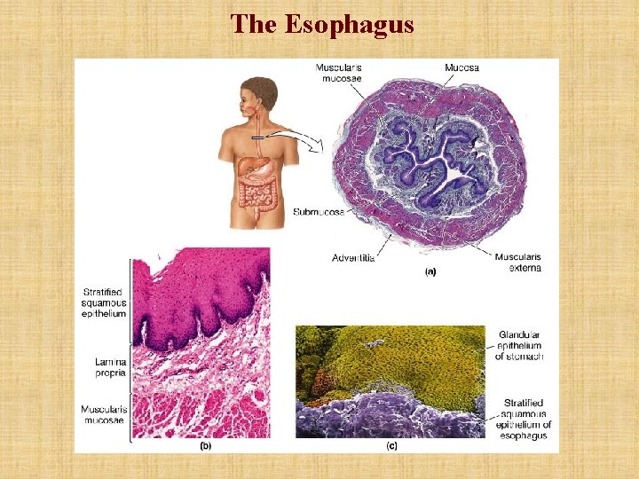 The Esophagus 