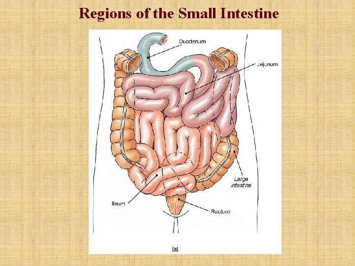 Regions of the Small Intestine 