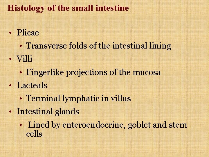 Histology of the small intestine • Plicae • Transverse folds of the intestinal lining