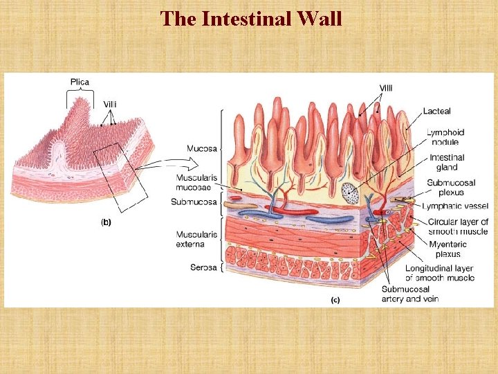 The Intestinal Wall 