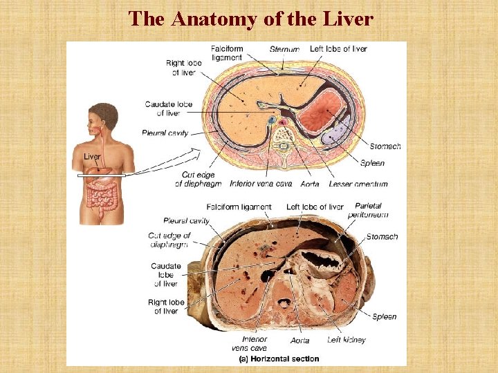 The Anatomy of the Liver 