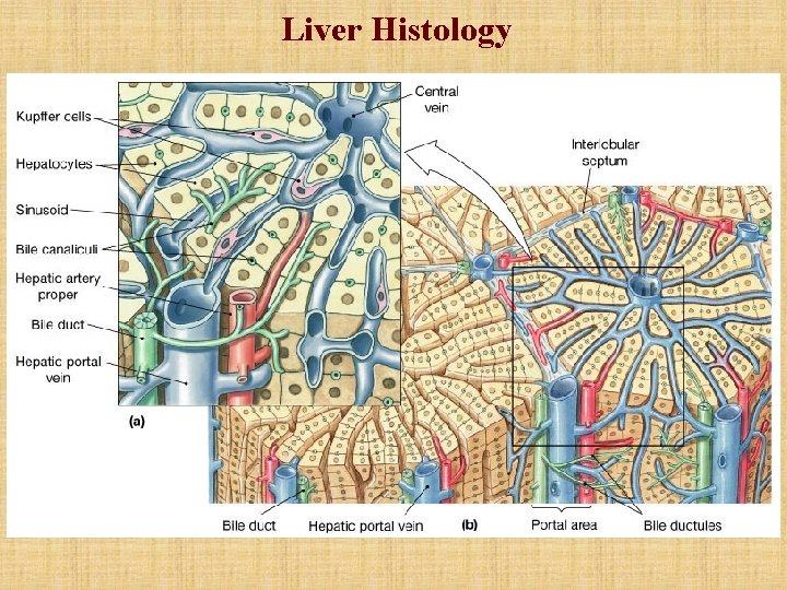 Liver Histology 