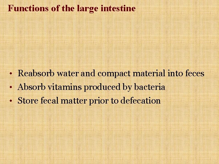 Functions of the large intestine • Reabsorb water and compact material into feces •