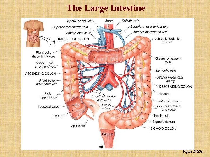 The Large Intestine Figure 24. 23 a 