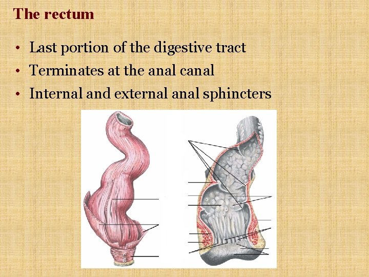 The rectum • Last portion of the digestive tract • Terminates at the anal