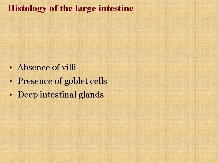 Histology of the large intestine • Absence of villi • Presence of goblet cells