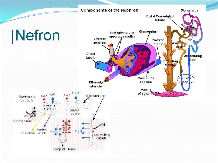|Nefron 