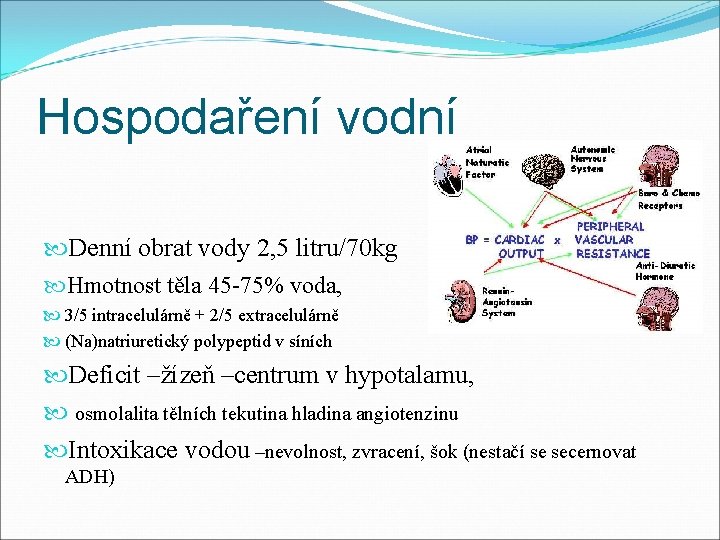 Hospodaření vodní Denní obrat vody 2, 5 litru/70 kg Hmotnost těla 45 -75% voda,