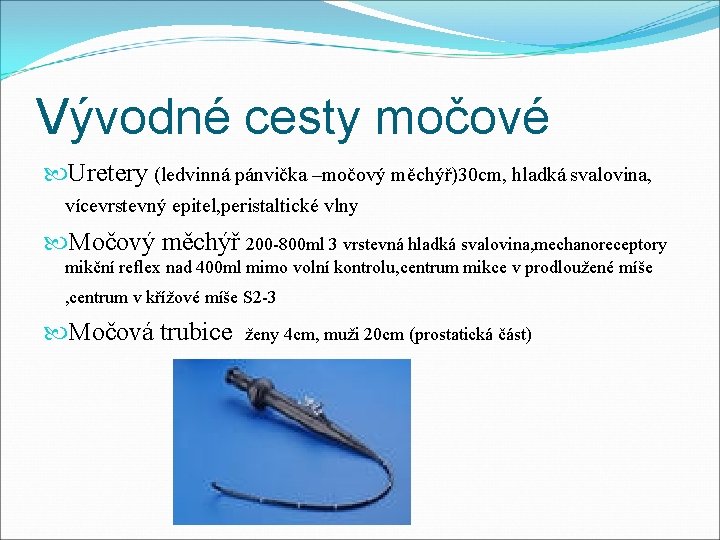 Vývodné cesty močové Uretery (ledvinná pánvička –močový měchýř)30 cm, hladká svalovina, vícevrstevný epitel, peristaltické