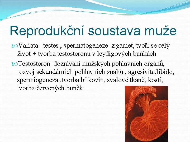 Reprodukční soustava muže Varlata –testes , spermatogeneze z gamet, tvoří se celý život +