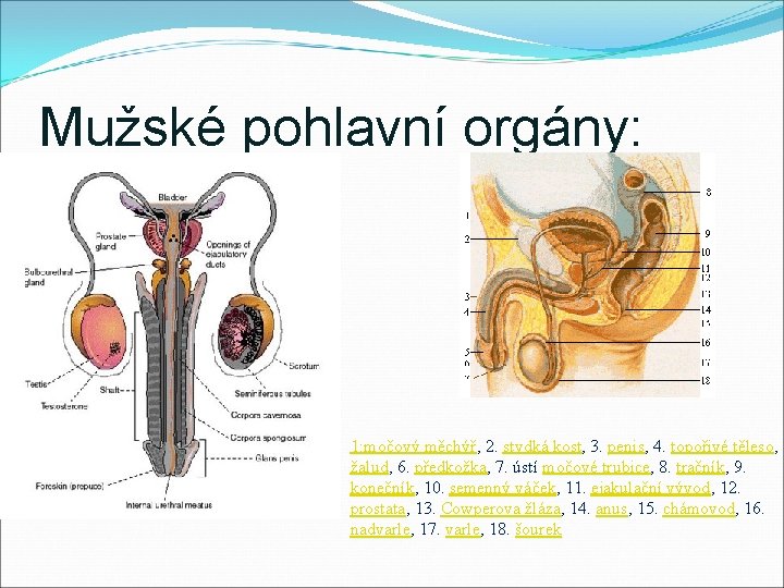 Mužské pohlavní orgány: 1: močový měchýř, 2. stydká kost, 3. penis, 4. topořivé těleso,
