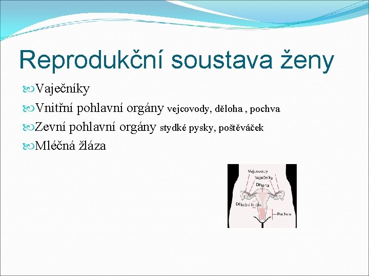 Reprodukční soustava ženy Vaječníky Vnitřní pohlavní orgány vejcovody, děloha , pochva Zevní pohlavní orgány