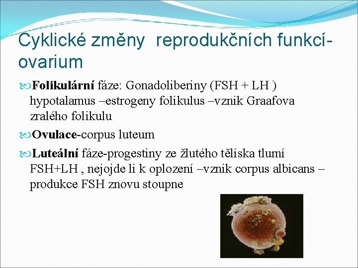 Cyklické změny reprodukčních funkcíovarium Folikulární fáze: Gonadoliberiny (FSH + LH ) Folikulární hypotalamus –estrogeny