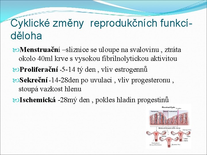 Cyklické změny reprodukčních funkcíděloha Menstruační –sliznice se uloupe na svalovinu , ztráta Menstruačn okolo