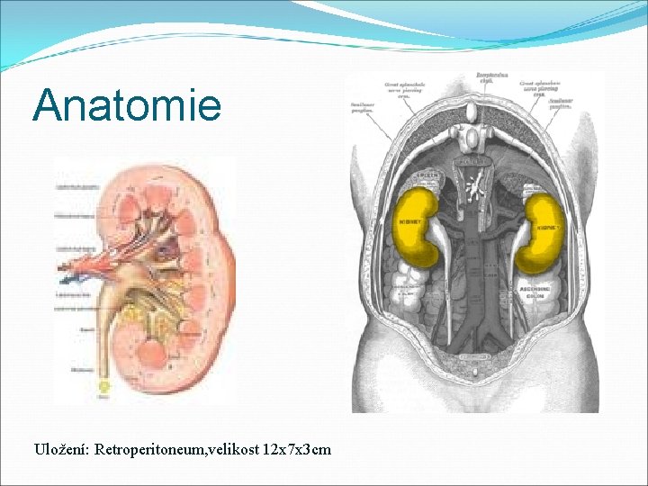 Anatomie Uložení: Retroperitoneum, velikost 12 x 7 x 3 cm 