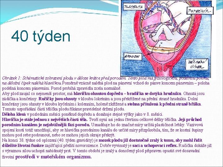 40 týden Obrázek 1: Schématické zobrazení plodu v děloze krátce před porodem. Tento plod