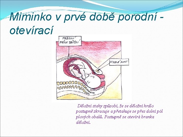 Miminko v prvé době porodní otevírací Děložní stahy způsobí, že se děložní hrdlo postupně