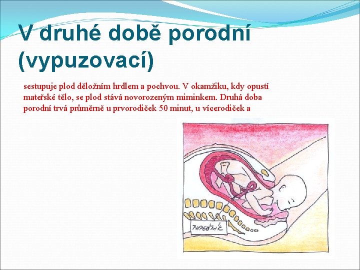 V druhé době porodní (vypuzovací) sestupuje plod děložním hrdlem a pochvou. V okamžiku, kdy