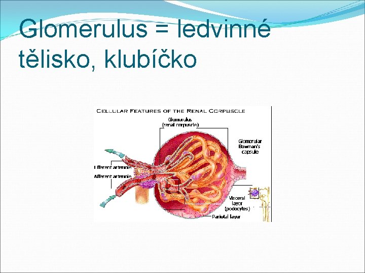 Glomerulus = ledvinné tělisko, klubíčko 