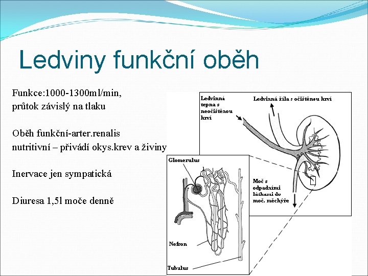 Ledviny funkční oběh Funkce: 1000 -1300 ml/min, průtok závislý na tlaku Oběh funkční-arter. renalis