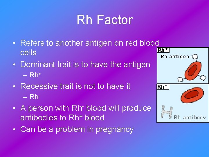 Rh Factor • Refers to another antigen on red blood cells • Dominant trait