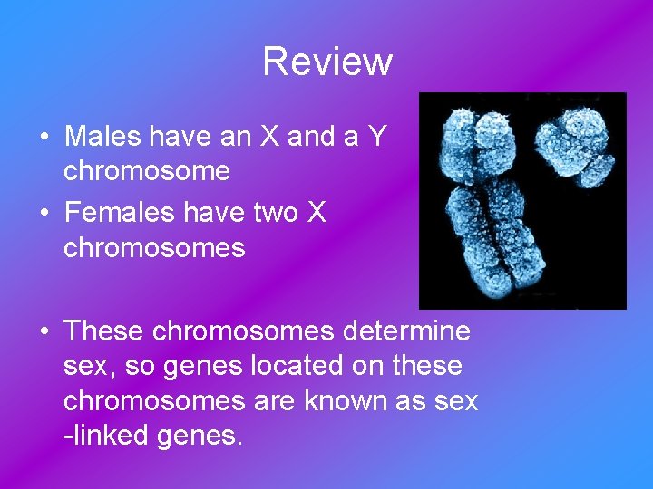 Review • Males have an X and a Y chromosome • Females have two