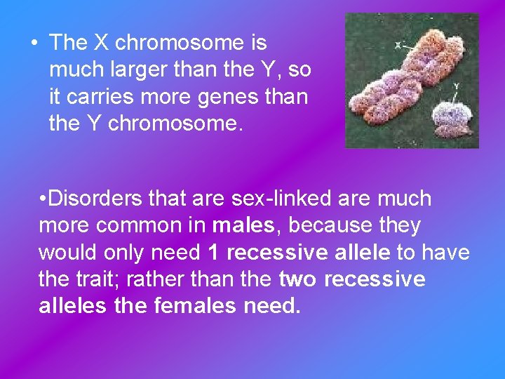  • The X chromosome is much larger than the Y, so it carries