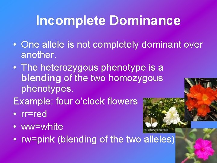 Incomplete Dominance • One allele is not completely dominant over another. • The heterozygous