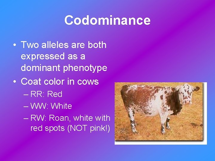 Codominance • Two alleles are both expressed as a dominant phenotype • Coat color