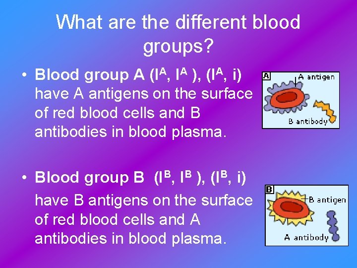What are the different blood groups? • Blood group A (IA, IA ), (IA,