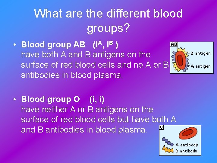 What are the different blood groups? • Blood group AB (IA, IB ) have