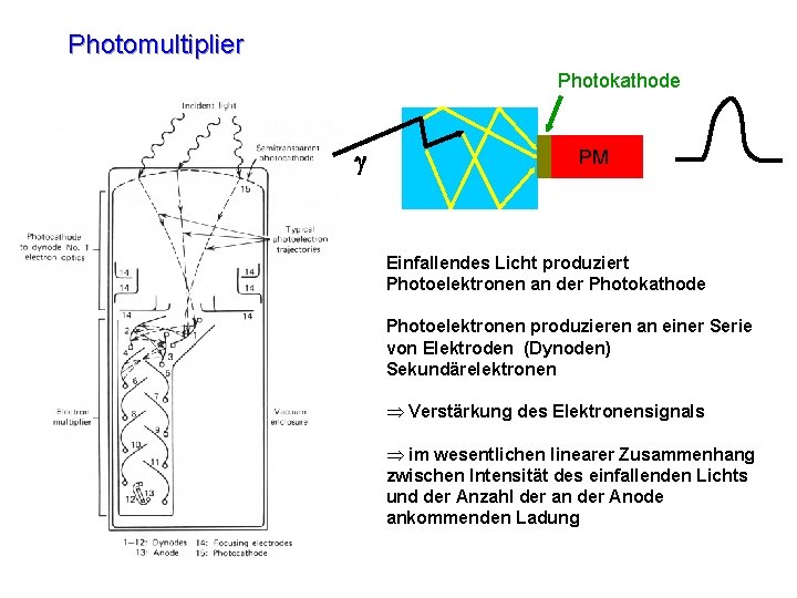 Photomultiplier Photokathode g PM Einfallendes Licht produziert Photoelektronen an der Photokathode Photoelektronen produzieren an