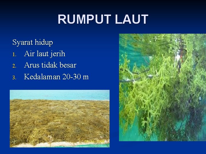 RUMPUT LAUT Syarat hidup 1. Air laut jerih 2. Arus tidak besar 3. Kedalaman